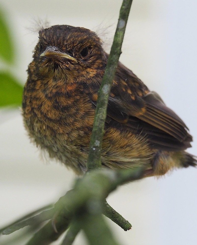 little bird