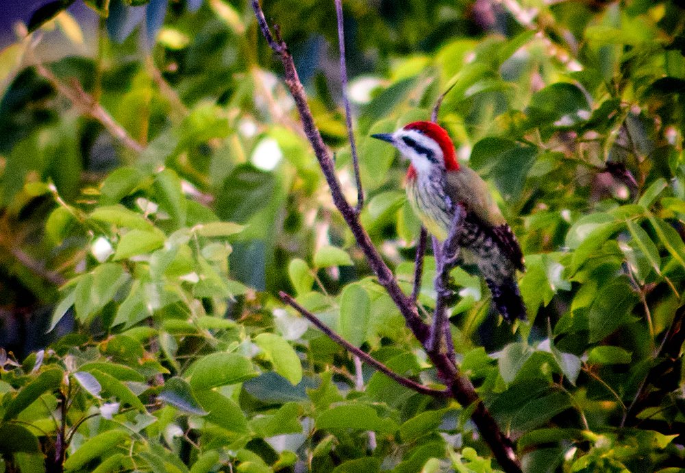 Photograph by Marcial Comerón