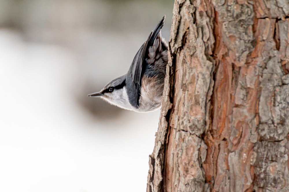 Photograph by Сергей Осинцев