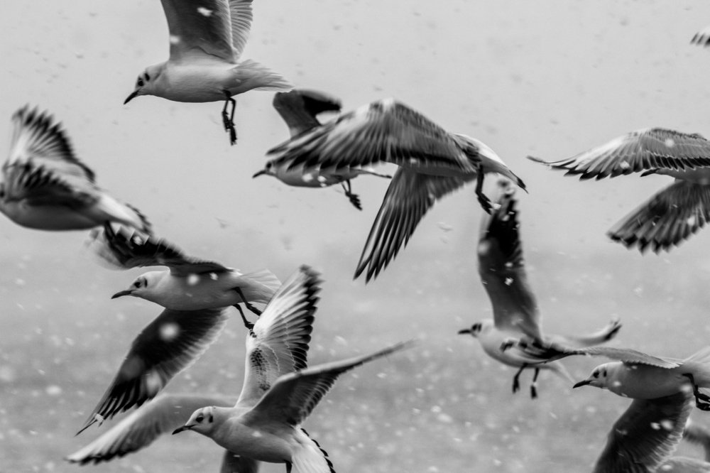 Photograph by Юлия Шумляева