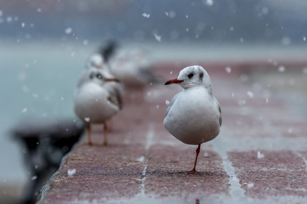 Photograph by Юлия Шумляева