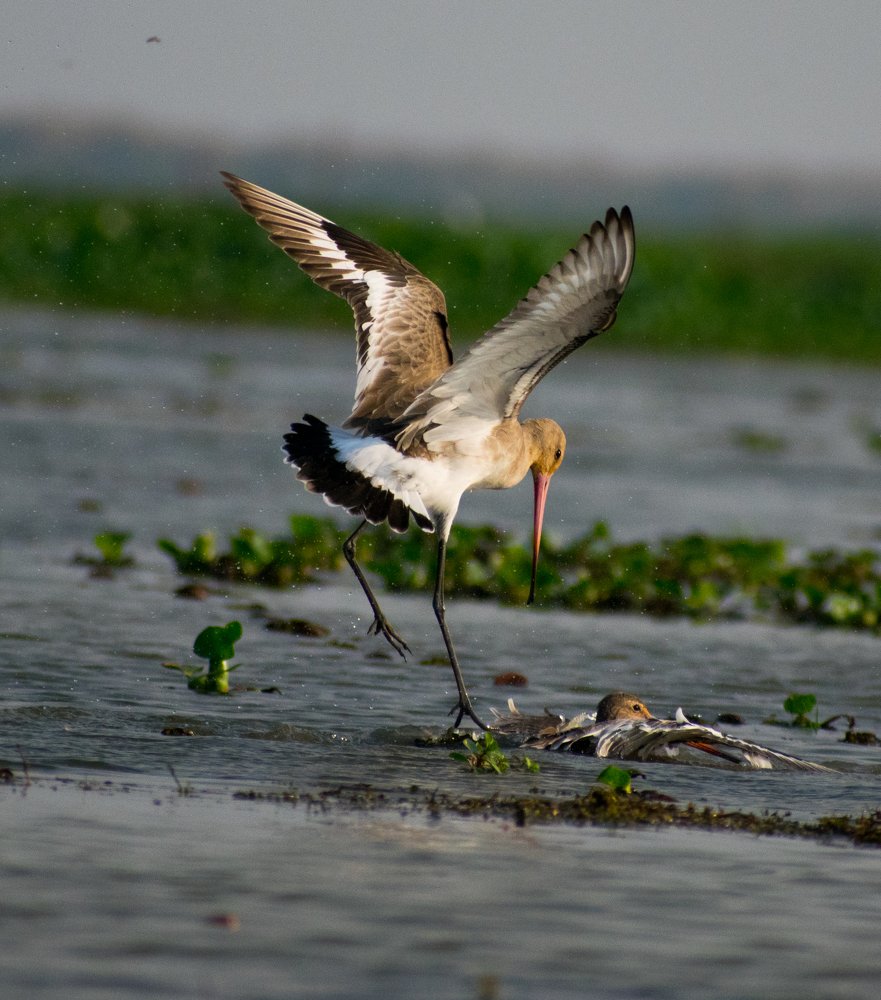 Photograph by Monojit Koley