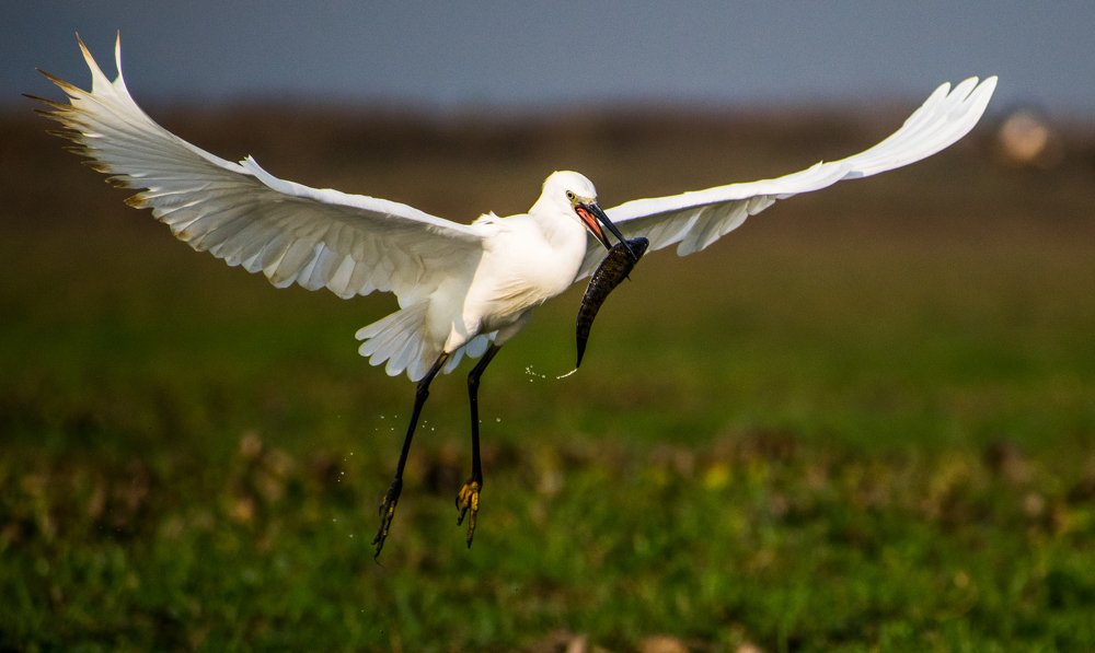 Photograph by Monojit Koley