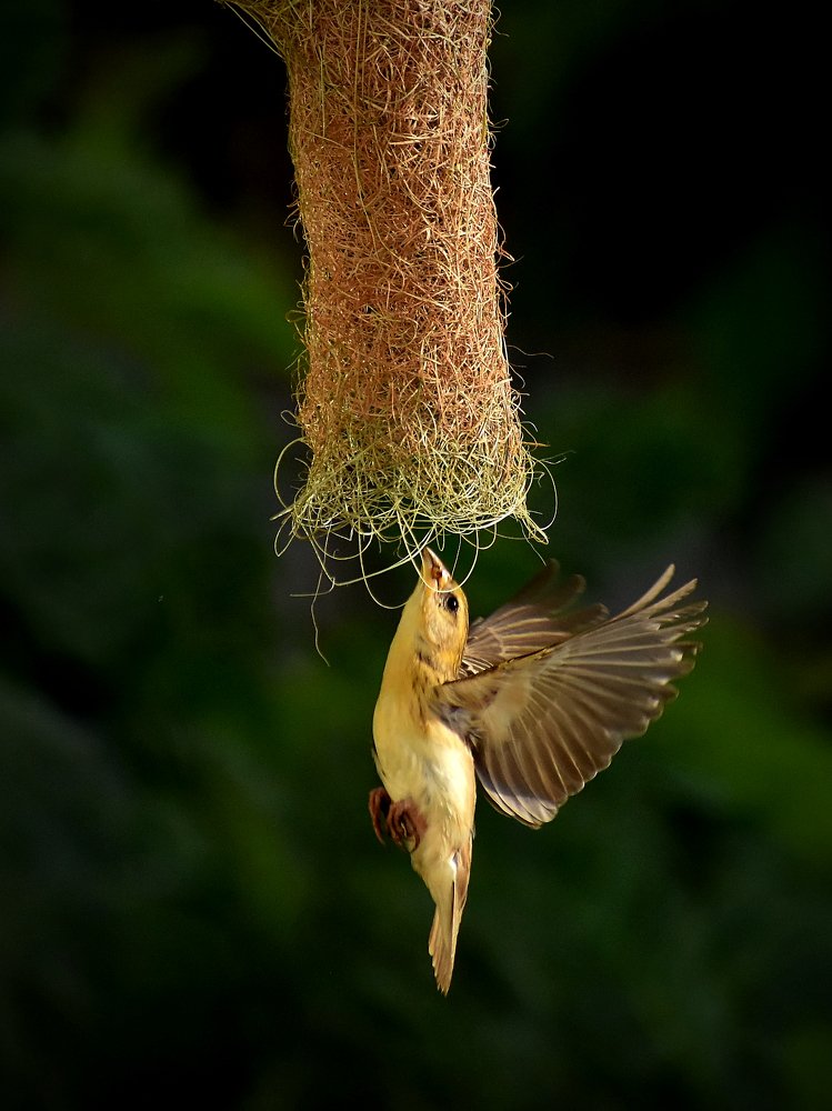 Baya Weaver