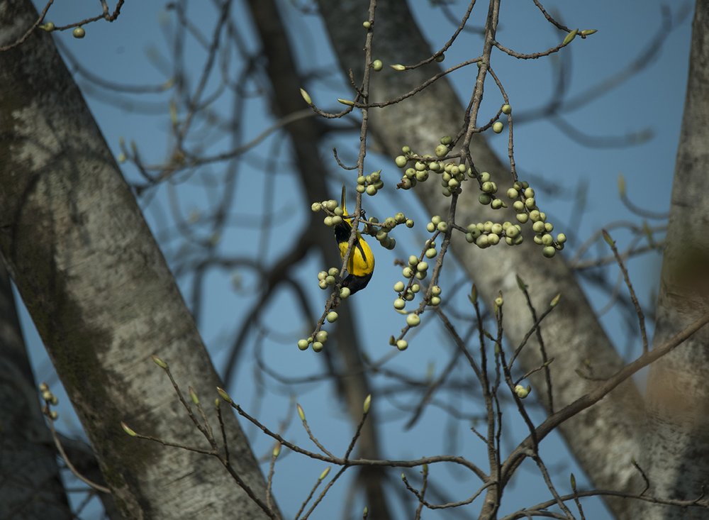Photograph by Kousik Jana
