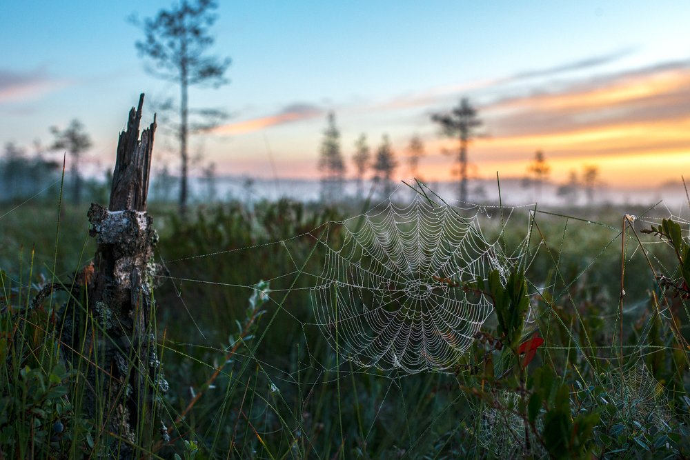 Photograph by Алёна Таланова