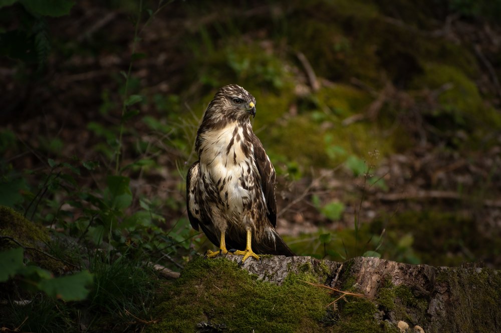 Photograph by Radenko Malić