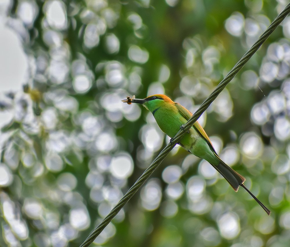 Photograph by Ankit Ghosh