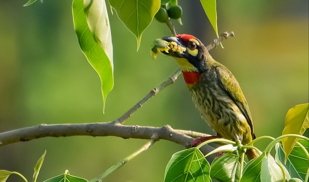 Photograph by Ankit Ghosh