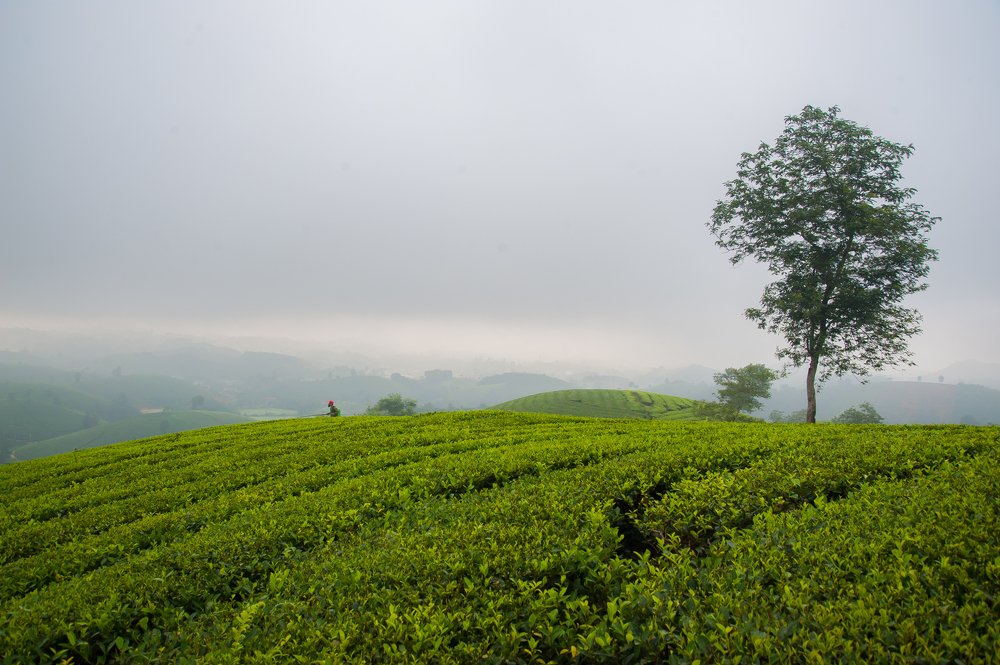 Photograph by Khổng Minh