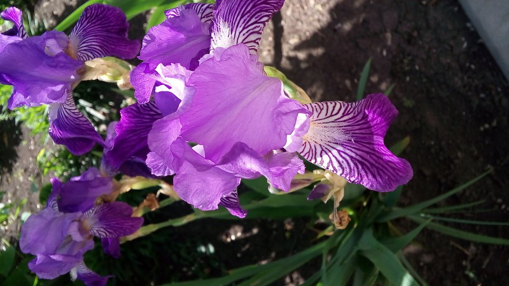 Photo #4919683