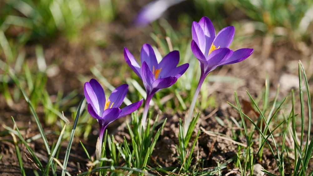 Shining Crocuses