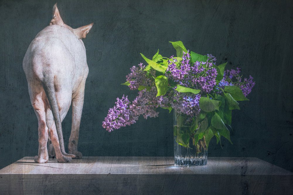 Photograph by Николай Сизиков