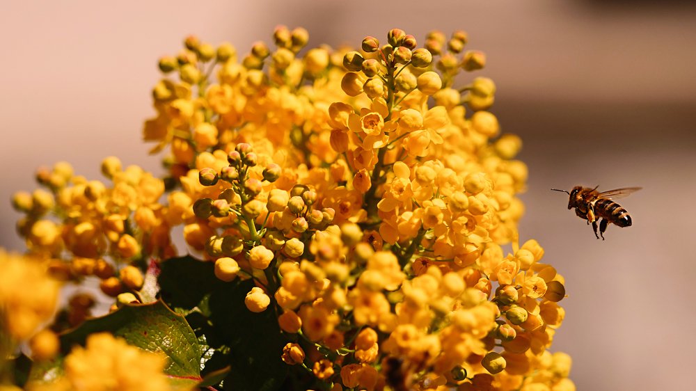 Bee scouting yellow bulbs