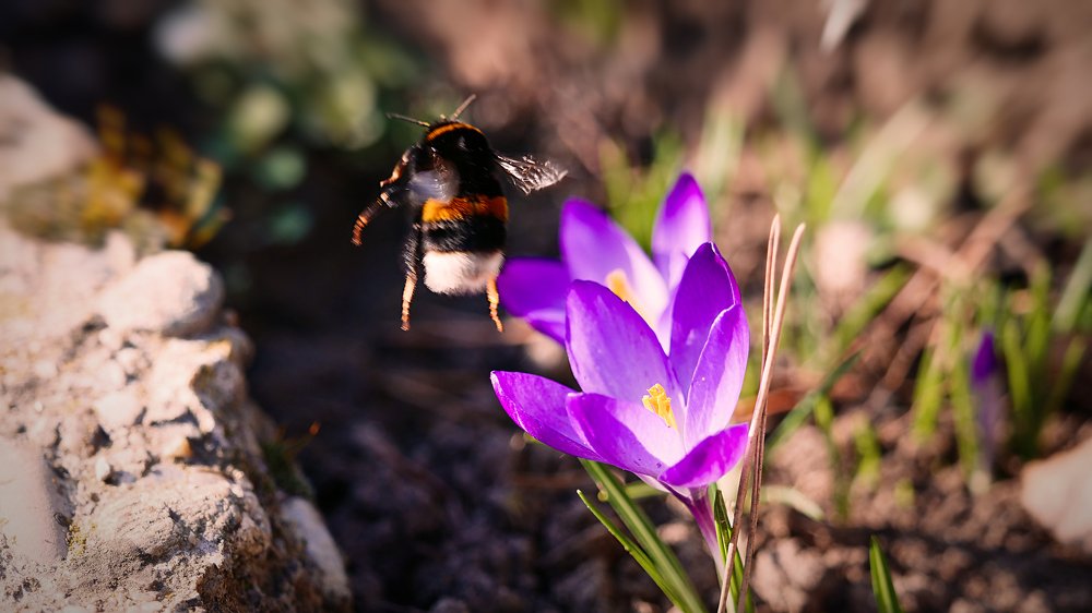 Bumble bee jump - dynamic macro
