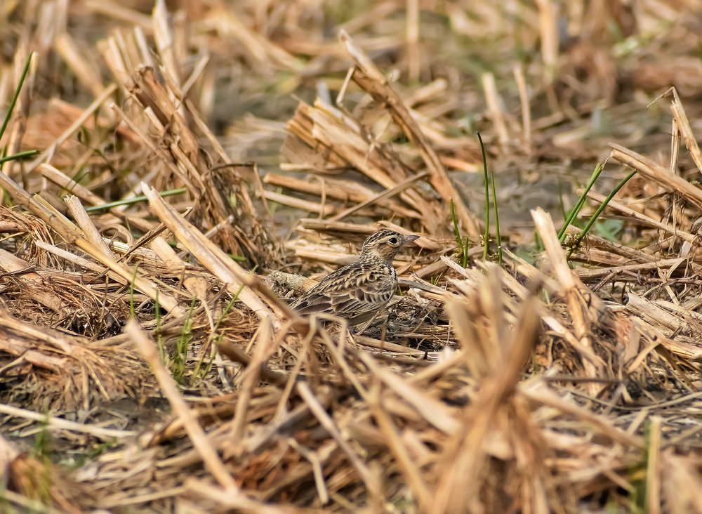 Фотография автора ANKIT GHOSH