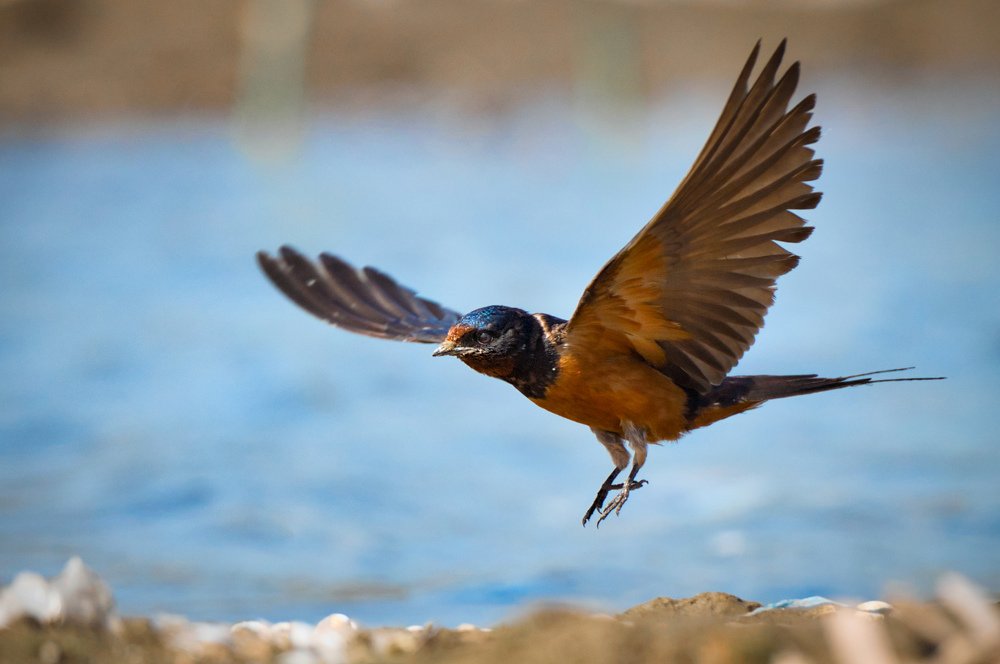 Barn swallow