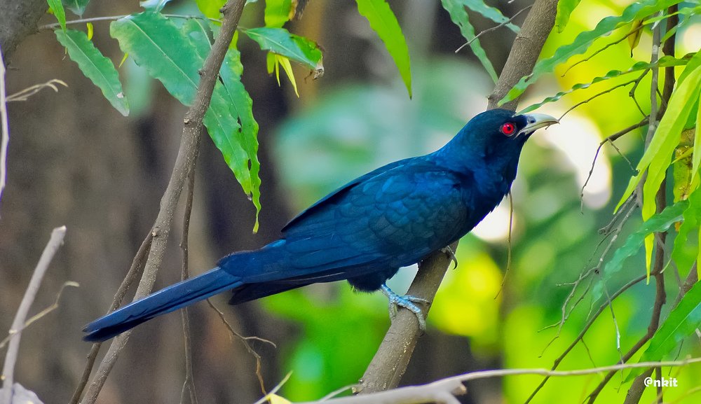 Фотография автора ANKIT GHOSH