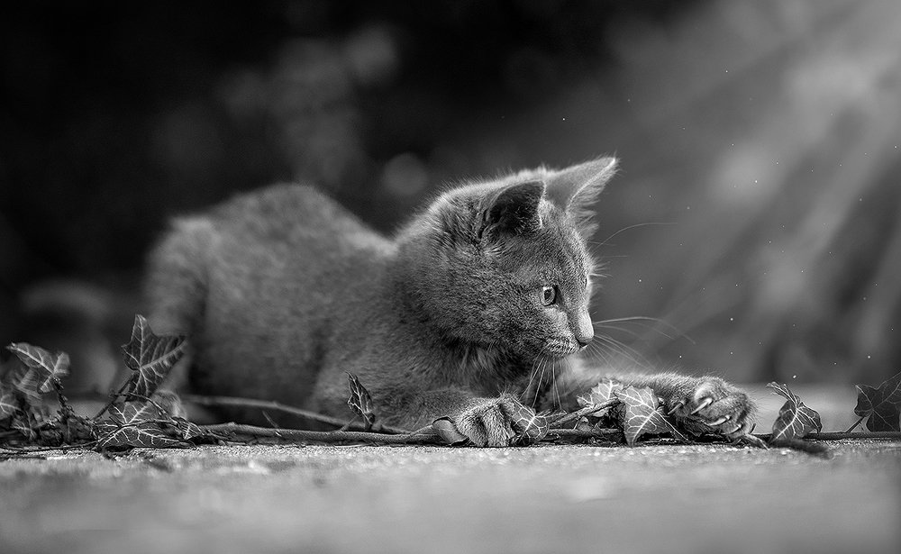 Любопытство