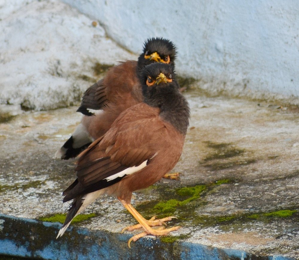 Фотография автора ANKIT GHOSH