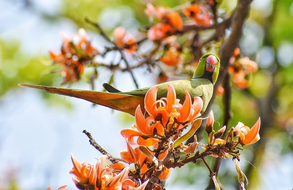 Photograph by Ankit Ghosh