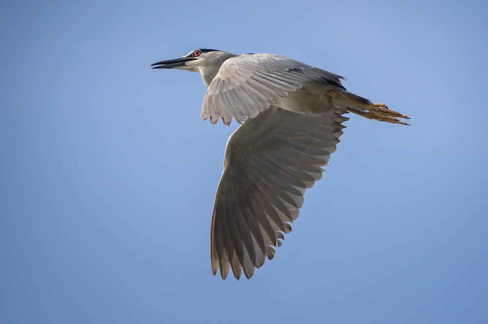 Black Crowned Night Heron