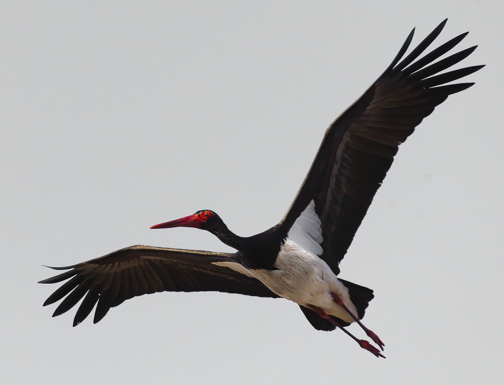Cigonia nigra _ Black Stork