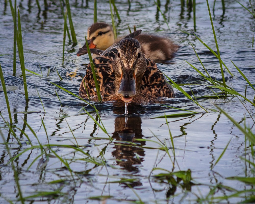 Заботливая мама.