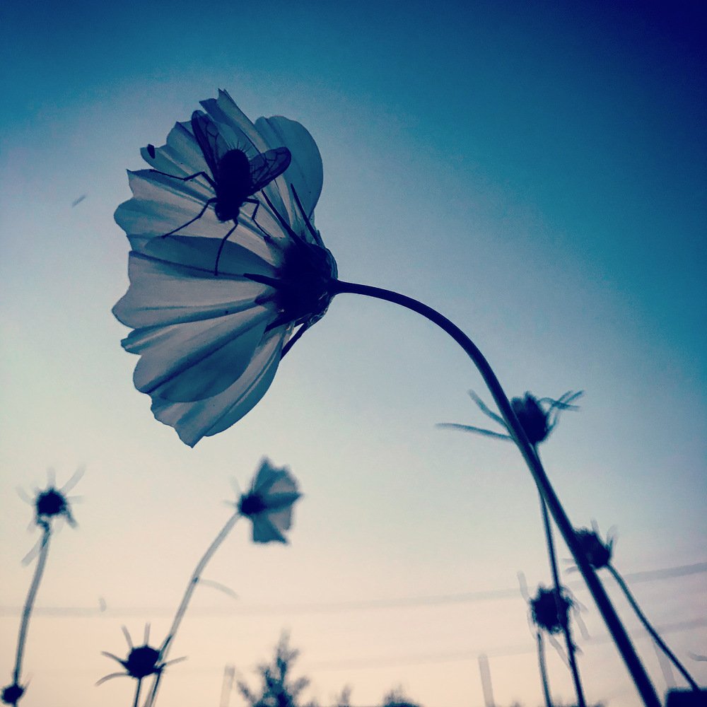 Photograph by Саровская Ника