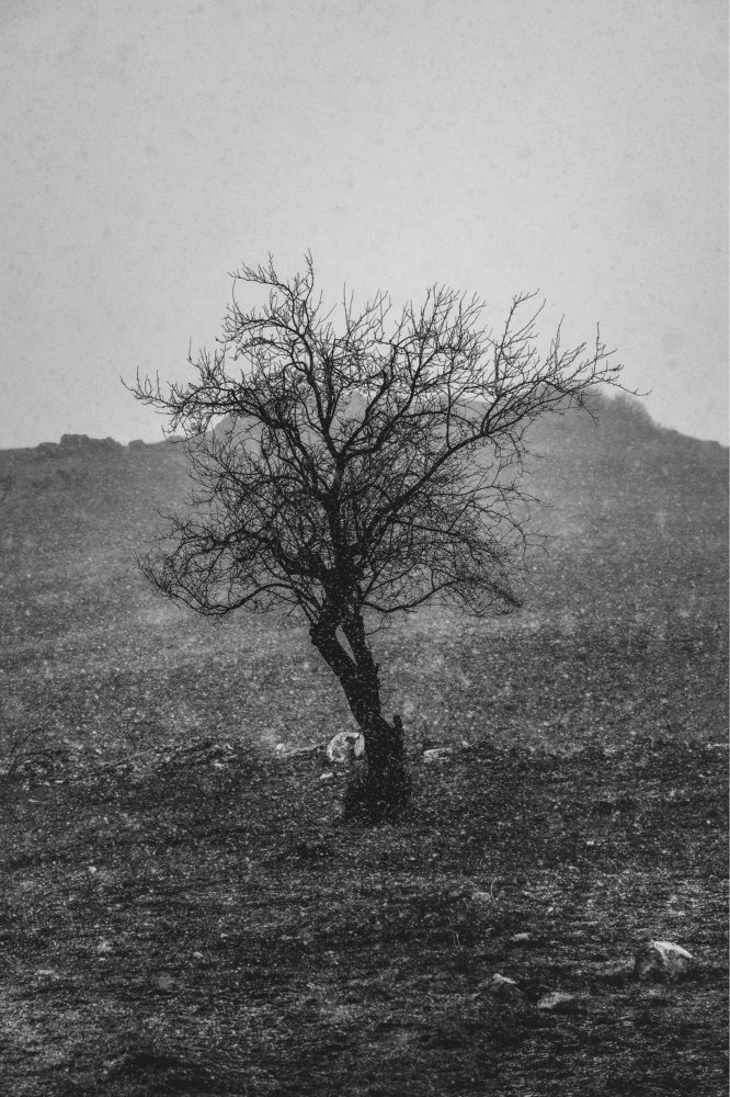 Photograph by Sevak Hambardzumyan