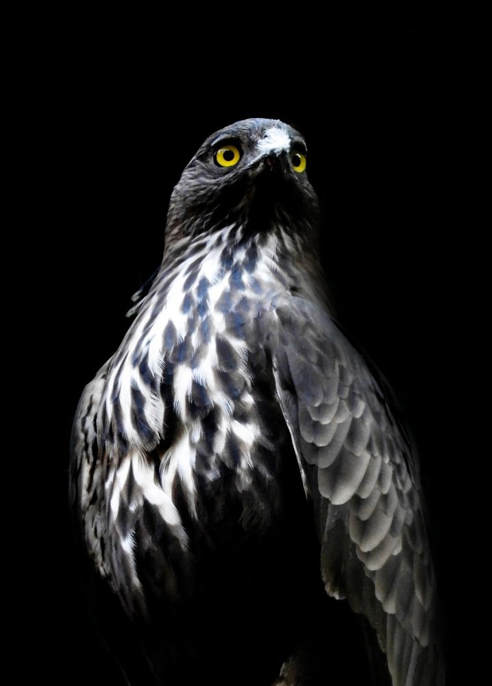 Photograph by Shubham Singh