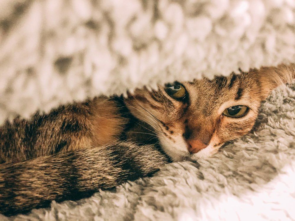 Photograph by Lucy Kim