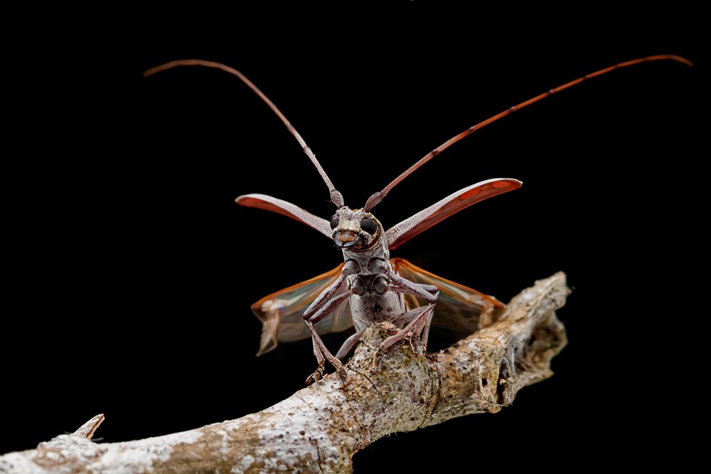 Longhorn Beetle ready to fly