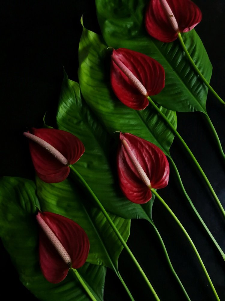 Photograph by Nonoy Landar