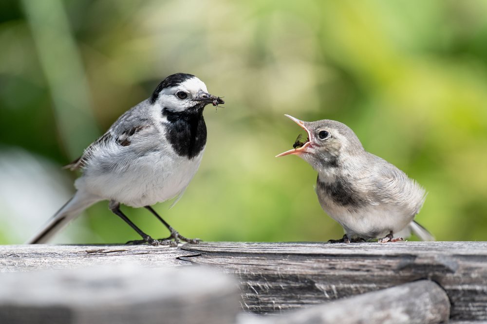 Червячок за папу, муху за маму...