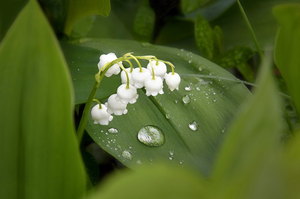 ЛАНДЫШ  СЕРЕБРИСТЫЙ