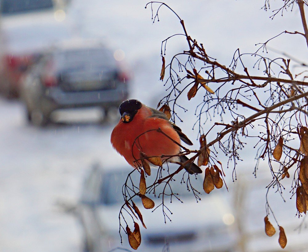 Снегирь за обедом