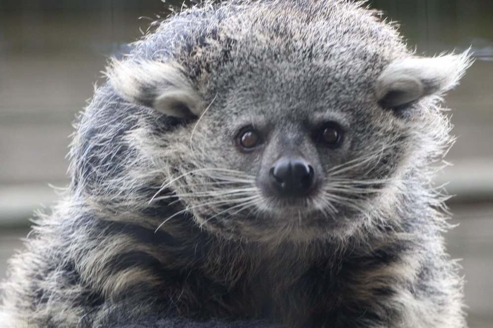 Binturong