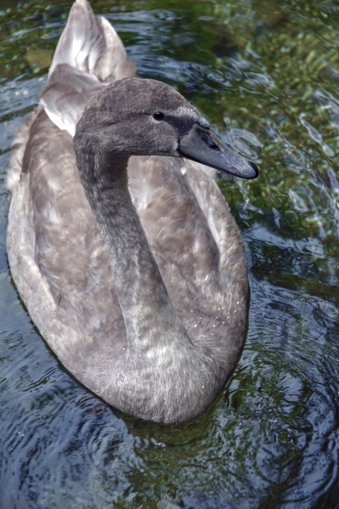 Photograph by Natasa Brkic