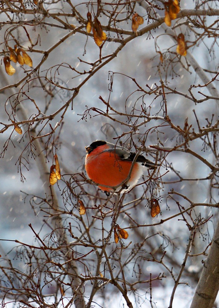Снегиревое яблоко