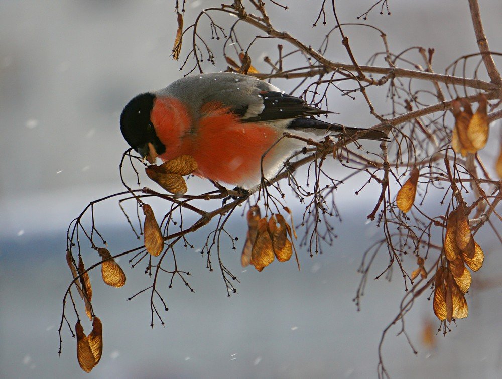 Зимний обед