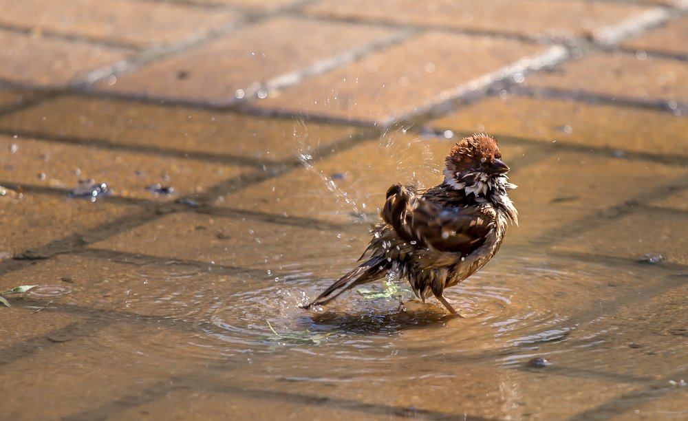 Photograph by Евгения Бочарова