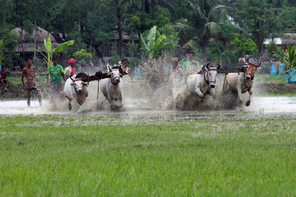 Cow race
