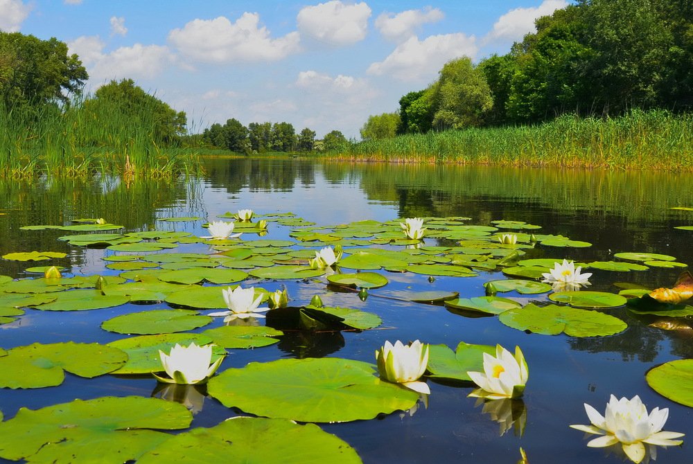 Photograph by Владимир Тертышник