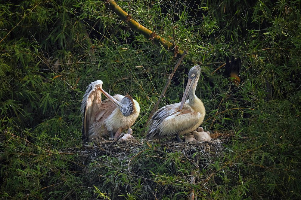 Фотография автора Sivachandru