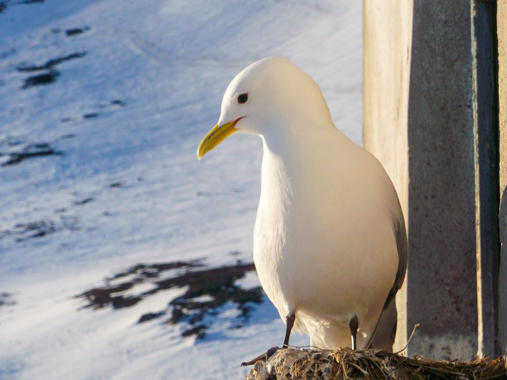 Photograph by Maksym Kolenkov