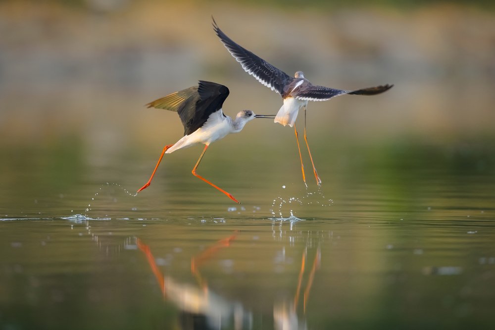 Black-winged Stilt