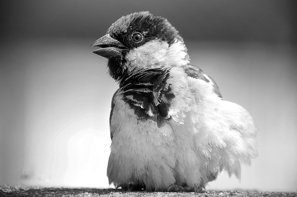 Photograph by Malay Ranjan Das