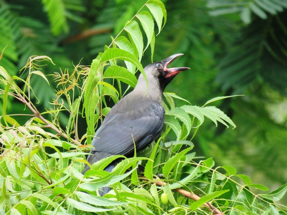 Photograph by suparna ghosh