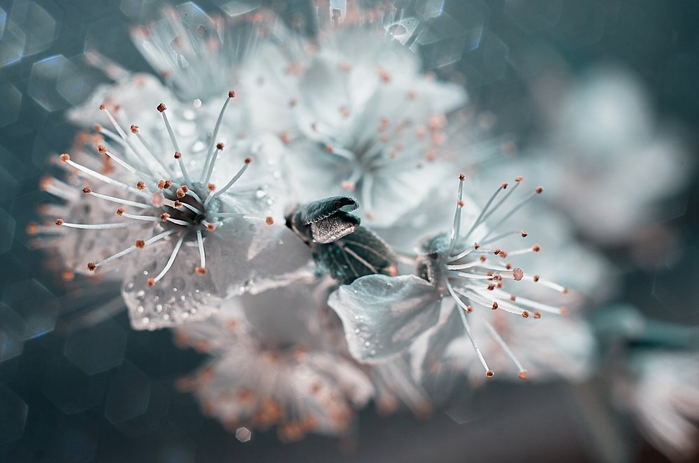 Весенний цвет